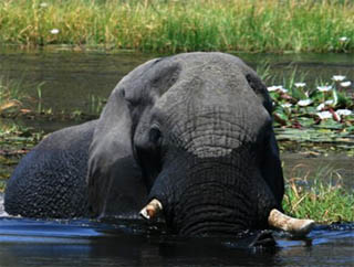 Botswana / Moremi- Okavango / Safari camping en tentes mobiles de luxe dans la r&eacute;serve de Moremi, dans le Delta de l'Okavango - L'intensit&eacute; du safari traditionnel d'Out of Africa - (Afrique Australe) - Absolu Voyages