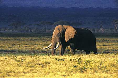 Botswana / Savuti - Chobe - Safari camping en tentes mobiles de luxe dans la r&eacute;serve de Savuti (Savute), c&eacute;l&egrave;bre pour ses lions qui chassent les &eacute;l&eacute;phants - L'intensit&eacute; du safari traditionnel d'Out of Africa - (Savuti under canvas - Afrique Australe) - Absolu Voyages