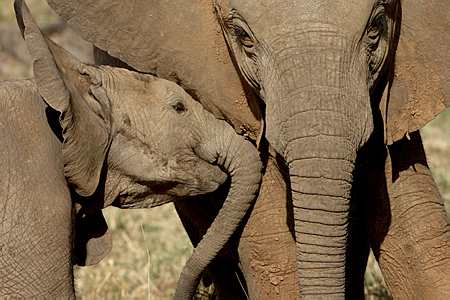 Botswana / Savuti - Chobe - Safari camping en tentes mobiles de luxe dans la r&eacute;serve de Savuti (Savute), c&eacute;l&egrave;bre pour ses lions qui chassent les &eacute;l&eacute;phants - L'intensit&eacute; du safari traditionnel d'Out of Africa - (Savuti under canvas - Afrique Australe) - Absolu Voyages