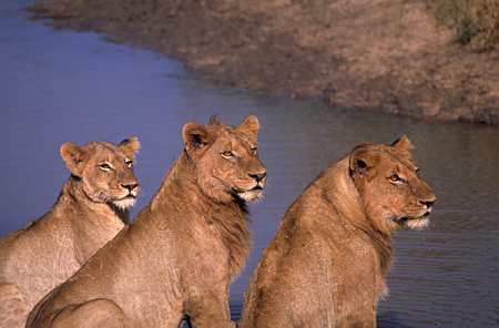 Botswana / Savuti - Chobe - Safari camping en tentes mobiles de luxe dans la r&eacute;serve de Savuti (Savute), c&eacute;l&egrave;bre pour ses lions qui chassent les &eacute;l&eacute;phants - L'intensit&eacute; du safari traditionnel d'Out of Africa - (Savuti under canvas - Afrique Australe) - Absolu Voyages