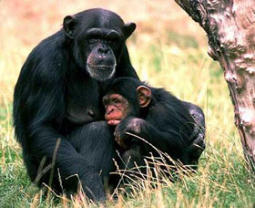 Voyage d'aventure safari en Ouganda - Aux sources du Nil et safaris &agrave; la recherche des derniers gorilles des montagnes et des chimpanz&eacute;s - Absolu Voyages