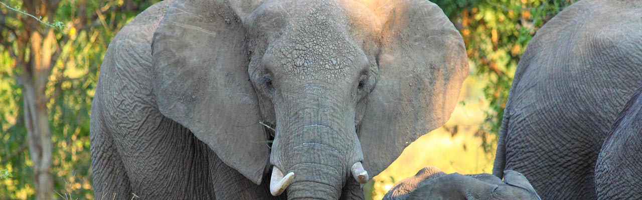 Safari authentique et insolite avec le spécialiste de l'Afrique - Absolu Voyages