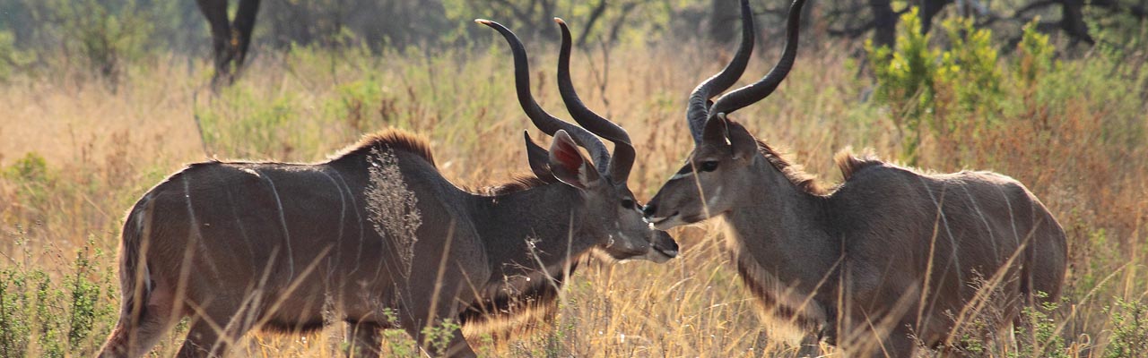 Safari authentique et insolite avec le spécialiste de l'Afrique - Absolu Voyages