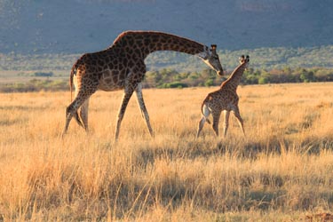 Voyage, circuit, trek, trekking en famille