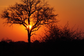 Botswana / Savuti - Chobe - Safari camping en tentes mobiles de luxe dans la r&eacute;serve de Savuti (Savute), c&eacute;l&egrave;bre pour ses lions qui chassent les &eacute;l&eacute;phants - L'intensit&eacute; du safari traditionnel d'Out of Africa - (Savuti under canvas - Afrique Australe) - Absolu Voyages