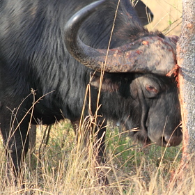 Botswana / Chobe - Safari camping en tentes mobiles de luxe dans la r&eacute;serve de Chobe, c&eacute;l&egrave;bre pour ses troupeaux d'&eacute;l&eacute;phants et de buffles - L'intensit&eacute; du safari traditionnel d'Out of Africa - (Chobe under canvas - 
Afrique Australe) - Absolu Voyages