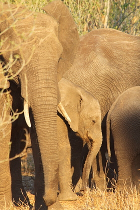 Botswana / Chobe - Safari camping en tentes mobiles de luxe dans la r&eacute;serve de Chobe, c&eacute;l&egrave;bre pour ses troupeaux d'&eacute;l&eacute;phants et de buffles - L'intensit&eacute; du safari traditionnel d'Out of Africa - (Chobe under canvas - 
Afrique Australe) - Absolu Voyages