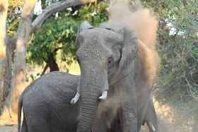 Botswana / Chobe - Safari camping en tentes mobiles de luxe dans la r&eacute;serve de Chobe, c&eacute;l&egrave;bre pour ses troupeaux d'&eacute;l&eacute;phants et de buffles - L'intensit&eacute; du safari traditionnel d'Out of Africa - (Chobe under canvas - 
Afrique Australe) - Absolu Voyages