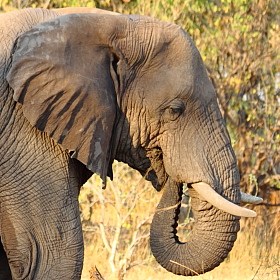 Botswana / Chobe - Safari camping en tentes mobiles de luxe dans la r&eacute;serve de Chobe, c&eacute;l&egrave;bre pour ses troupeaux d'&eacute;l&eacute;phants et de buffles - L'intensit&eacute; du safari traditionnel d'Out of Africa - (Chobe under canvas - 
Afrique Australe) - Absolu Voyages