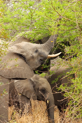 Botswana / Chobe - Safari camping en tentes mobiles de luxe dans la r&eacute;serve de Chobe, c&eacute;l&egrave;bre pour ses troupeaux d'&eacute;l&eacute;phants et de buffles - L'intensit&eacute; du safari traditionnel d'Out of Africa - (Chobe under canvas - 
Afrique Australe) - Absolu Voyages