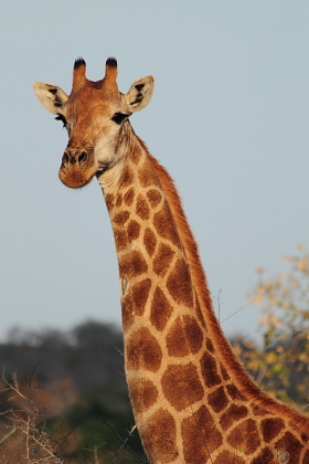 Botswana / Moremi- Okavango / Safari camping en tentes mobiles de luxe dans la r&eacute;serve de Moremi, dans le Delta de l'Okavango - L'intensit&eacute; du safari traditionnel d'Out of Africa - (Afrique Australe) - Absolu Voyages