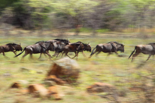 Botswana / Savuti - Chobe - Safari camping en tentes mobiles de luxe dans la r&eacute;serve de Savuti (Savute), c&eacute;l&egrave;bre pour ses lions qui chassent les &eacute;l&eacute;phants - L'intensit&eacute; du safari traditionnel d'Out of Africa - (Savuti under canvas - Afrique Australe) - Absolu Voyages