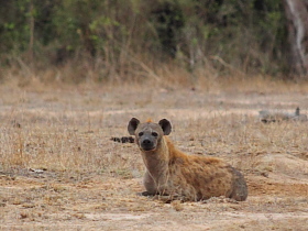 Botswana / Savuti - Chobe - Safari camping en tentes mobiles de luxe dans la r&eacute;serve de Savuti (Savute), c&eacute;l&egrave;bre pour ses lions qui chassent les &eacute;l&eacute;phants - L'intensit&eacute; du safari traditionnel d'Out of Africa - (Savuti under canvas - Afrique Australe) - Absolu Voyages