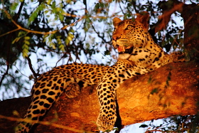 Botswana / Moremi- Okavango / Safari camping en tentes mobiles de luxe dans la r&eacute;serve de Moremi, dans le Delta de l'Okavango - L'intensit&eacute; du safari traditionnel d'Out of Africa - (Afrique Australe) - Absolu Voyages