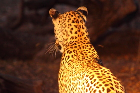 Botswana / Moremi- Okavango / Safari camping en tentes mobiles de luxe dans la r&eacute;serve de Moremi, dans le Delta de l'Okavango - L'intensit&eacute; du safari traditionnel d'Out of Africa - (Afrique Australe) - Absolu Voyages