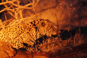 Botswana / Moremi- Okavango / Safari camping en tentes mobiles de luxe dans la r&eacute;serve de Moremi, dans le Delta de l'Okavango - L'intensit&eacute; du safari traditionnel d'Out of Africa - (Afrique Australe) - Absolu Voyages
