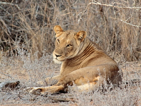 Botswana / Savuti - Chobe - Safari camping en tentes mobiles de luxe dans la r&eacute;serve de Savuti (Savute), c&eacute;l&egrave;bre pour ses lions qui chassent les &eacute;l&eacute;phants - L'intensit&eacute; du safari traditionnel d'Out of Africa - (Savuti under canvas - Afrique Australe) - Absolu Voyages