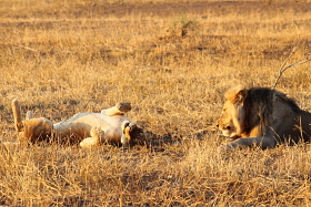 Botswana / Savuti - Chobe - Safari camping en tentes mobiles de luxe dans la r&eacute;serve de Savuti (Savute), c&eacute;l&egrave;bre pour ses lions qui chassent les &eacute;l&eacute;phants - L'intensit&eacute; du safari traditionnel d'Out of Africa - (Savuti under canvas - Afrique Australe) - Absolu Voyages