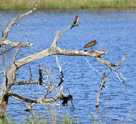 Botswana / Moremi- Okavango / Safari camping en tentes mobiles de luxe dans la r&eacute;serve de Moremi, dans le Delta de l'Okavango - L'intensit&eacute; du safari traditionnel d'Out of Africa - (Afrique Australe) - Absolu Voyages