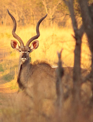 Botswana / Savuti - Chobe - Safari camping en tentes mobiles de luxe dans la r&eacute;serve de Savuti (Savute), c&eacute;l&egrave;bre pour ses lions qui chassent les &eacute;l&eacute;phants - L'intensit&eacute; du safari traditionnel d'Out of Africa - (Savuti under canvas - Afrique Australe) - Absolu Voyages