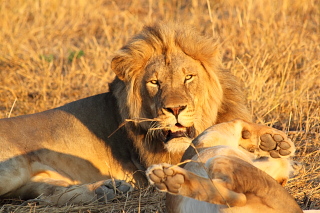Botswana / Savuti - Chobe - Safari camping en tentes mobiles de luxe dans la r&eacute;serve de Savuti (Savute), c&eacute;l&egrave;bre pour ses lions qui chassent les &eacute;l&eacute;phants - L'intensit&eacute; du safari traditionnel d'Out of Africa - (Savuti under canvas - Afrique Australe) - Absolu Voyages