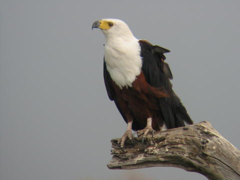 Dico guide spécial safaris - informations et noms français et anglais des principaux animaux que vous rencontrerez lors de votre safari en Afrique - Absolu Voyages