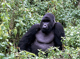 Voyage d'aventure safari en Ouganda - Aux sources du Nil et safaris &agrave; la recherche des derniers gorilles des montagnes et des chimpanz&eacute;s - Absolu Voyages