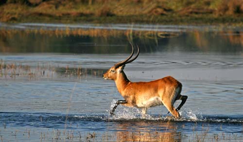 Dico guide spécial safaris - informations et noms français et anglais des principaux animaux que vous rencontrerez lors de votre safari en Afrique - Absolu Voyages