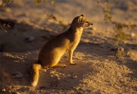 Dico guide spécial safaris - informations et noms français et anglais des principaux animaux que vous rencontrerez lors de votre safari en Afrique - Absolu Voyages