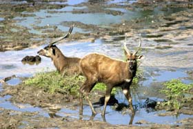 Dico guide spécial safaris - informations et noms français et anglais des principaux animaux que vous rencontrerez lors de votre safari en Afrique - Absolu Voyages