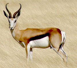 http://www.absolu-voyages.com/images/Afrique-animaux/springbok.jpg