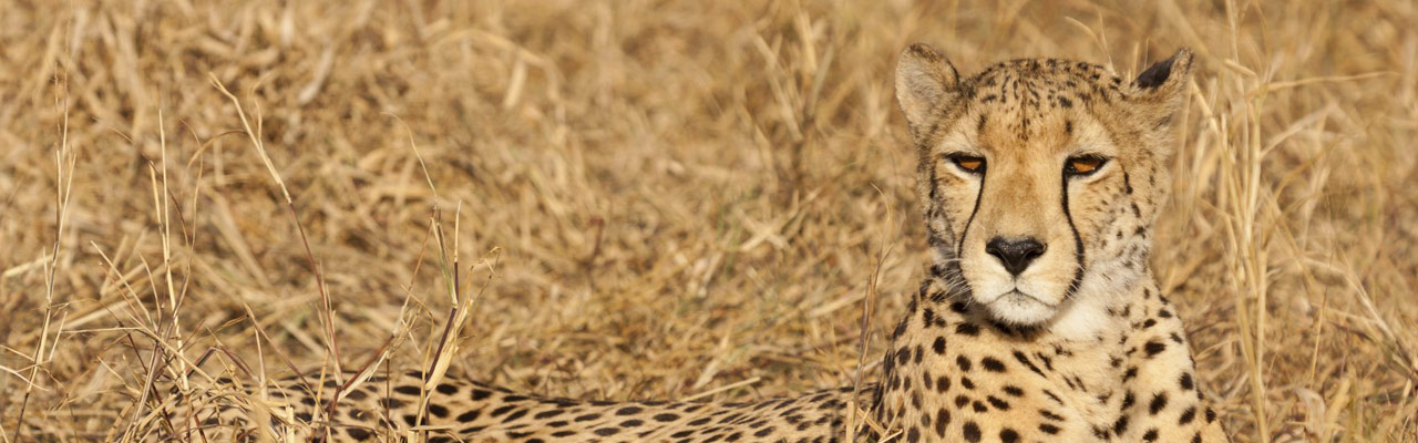 ABSOLU VOYAGES - votre agence spécialiste en safari en Afrique Australe