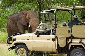 Lodges de luxe dans le Parc Kruger et dans la r&eacute;serve priv&eacute;e de Balule en Afrique du Sud - Absolu Voyages