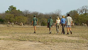 Z&egrave;bres lors d'un safari &agrave; pied - Safaris &agrave; pied et trek dans le Parc Kruger en Afrique du Sud - Absolu Voyages, le sp&eacute;cialiste du safari et du trekking d'aventure en Afrique Australe
