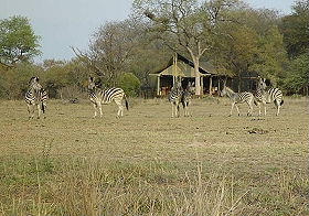 Z&egrave;bres devant le camp - Safaris &agrave; pied et trek dans le Parc Kruger en Afrique du Sud - Absolu Voyages, le sp&eacute;cialiste du safari et du trekking d'aventure en Afrique Australe