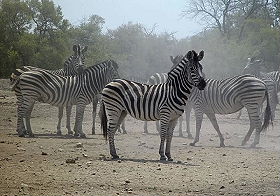 Z&egrave;bres - Safaris &agrave; pied et trek dans le Parc Kruger en Afrique du Sud - Absolu Voyages, le sp&eacute;cialiste du safari et du trekking d'aventure en Afrique Australe