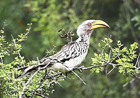 Dico guide spécial safaris - informations et noms français et anglais des principaux animaux que vous rencontrerez lors de votre safari en Afrique - Absolu Voyages