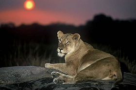 Lionne - Safaris &agrave; pied et trek dans le Parc Kruger en Afrique du Sud - Absolu Voyages, le sp&eacute;cialiste du safari et du trekking d'aventure en Afrique Australe