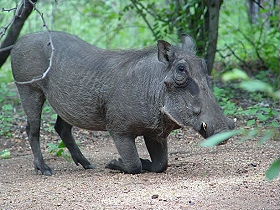 Dico guide spécial safaris - informations et noms français et anglais des principaux animaux que vous rencontrerez lors de votre safari en Afrique - Absolu Voyages