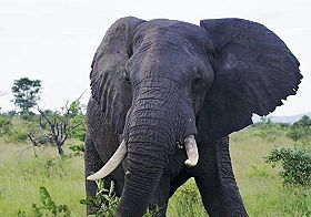 El&eacute;phant, un des Big Five - Safaris &agrave; pied et trek dans le Parc Kruger en Afrique du Sud - Absolu Voyages, le sp&eacute;cialiste du safari et du trekking d'aventure en Afrique Australe