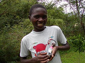 Ecovolontariat en Afrique du Sud - Devenez &eacute;covolontaire dans un orphelinat d'animaux sauvage et une &eacute;cole de brousse pour enfants d&eacute;favoris&eacute;s et orphelins du sida pr&egrave;s du Parc Kruger - Absolu Voyages, &eacute;cotourisme responsable et &eacute;quitable