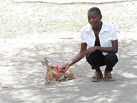 Ecovolontariat en Afrique du Sud - Devenez &eacute;covolontaire dans un orphelinat d'animaux sauvage et une &eacute;cole de brousse pour enfants d&eacute;favoris&eacute;s et orphelins du sida pr&egrave;s du Parc Kruger - Absolu Voyages, &eacute;cotourisme responsable et &eacute;quitable