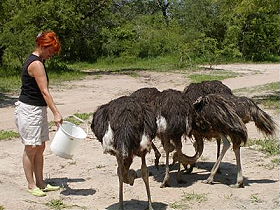 Ecovolontariat en Afrique du Sud - Devenez &eacute;covolontaire dans un orphelinat d'animaux sauvage et une &eacute;cole de brousse pour enfants d&eacute;favoris&eacute;s pr&egrave;s du Parc Kruger - Absolu Voyages, &eacute;cotourisme responsable et &eacute;quitable