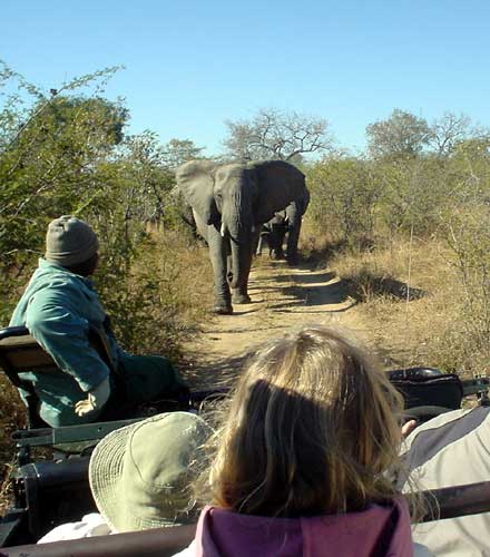Safari francophone en lodge de luxe dans la r&eacute;gion du Parc Kruger en Afrique du Sud