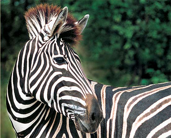 Safari francophone en lodge de luxe dans la r&eacute;gion du Parc Kruger en Afrique du Sud