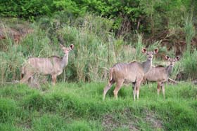 Circuit-aventure de 3 semaines hors des sentiers battus en Afrique du Sud, du Parc Kruger au Cap &agrave; un prix imbattable, avec h&eacute;bergement en auberges et r&eacute;serves priv&eacute;es - Absolu Voyages