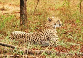Circuit-aventure de 3 semaines hors des sentiers battus en Afrique du Sud, du Parc Kruger au Cap &agrave; un prix imbattable, avec h&eacute;bergement en auberges et r&eacute;serves priv&eacute;es - Absolu Voyages
