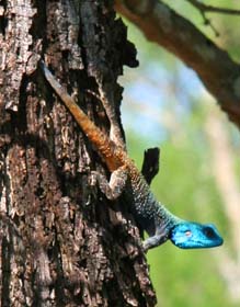 Circuit-aventure de 3 semaines hors des sentiers battus en Afrique du Sud, du Parc Kruger au Cap &agrave; un prix imbattable, avec h&eacute;bergement en auberges et r&eacute;serves priv&eacute;es - Absolu Voyages