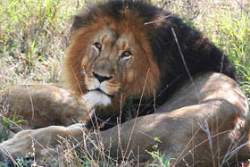 Circuit-aventure de 3 semaines hors des sentiers battus en Afrique du Sud, du Parc Kruger au Cap &agrave; un prix imbattable, avec h&eacute;bergement en auberges et r&eacute;serves priv&eacute;es - Absolu Voyages
