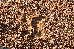 Circuit-aventure de 3 semaines hors des sentiers battus en Afrique du Sud, du Parc Kruger au Cap &agrave; un prix imbattable, avec h&eacute;bergement en auberges et r&eacute;serves priv&eacute;es - Absolu Voyages